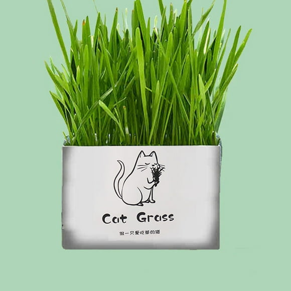 Herbe pour Chat Sans Sol, Culture Hydroponique de Graines pour le Nettoyage de la Cavité Buccale