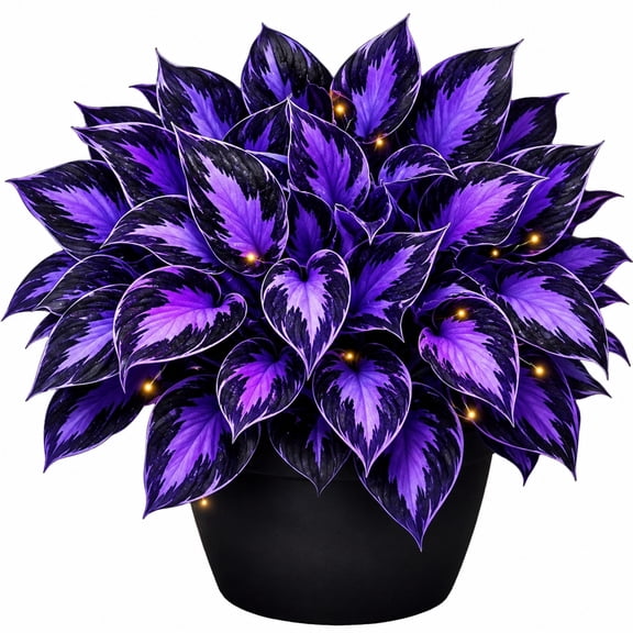 H-osta - Easy Grow-Garden All Year, Excellent Display, Ideal for Beds Borders, Plant Pots & Planters