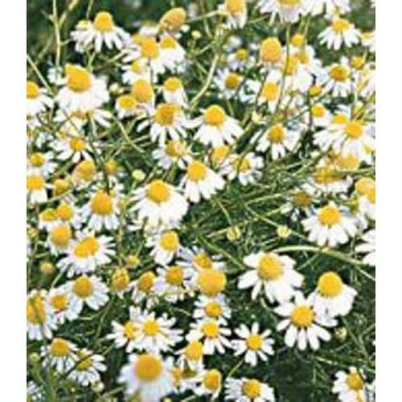 Chamomile German ~ Great Garden Herb By Seed Kingdom 4 oz Seeds
