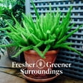 thumbnail image 4 of American Plant Exchange Foxtail Fern, Fluffy Live Plant, 6-Inch Pot, Bright, Indirect Light for Home or Garden, 4 of 9