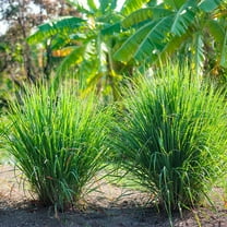 20 Lemongrass Seeds Organic Herb Plant Seeds Easy to Grow