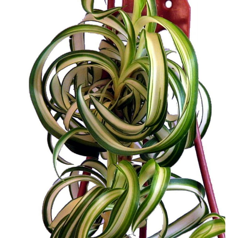 Bonnie Curly Spider Plant - Indoor Houseplant with Air Purifying Benefits -  2.5" Pot - Walmart.com