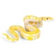 thumbnail image 2 of sweethay 2 piezas de juguetes de serpiente de simulación pitón dorado aterrador realista falso Reptiles de juguete regalo de Halloween Juguetes, 2 of 6