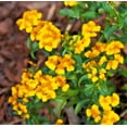 thumbnail image 2 of Set 2 Texas Tarragon Plants Mexican Mint Marigold Perennial Tarragon Herbs Stater Plants 5-7"Tall, No Pot, 2 of 2