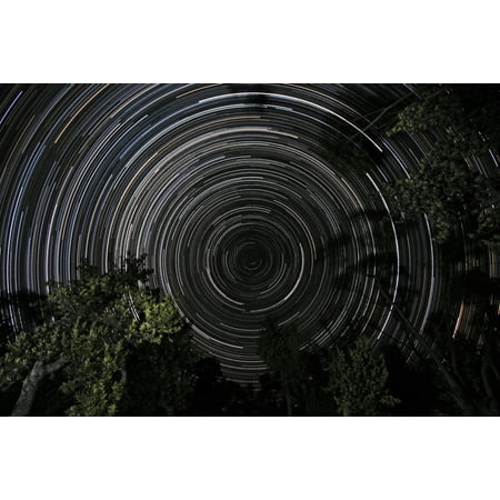 Victorian Star - Southern Sky star trails over Banksia Trees Gippsland Victoria Australia Poster Print