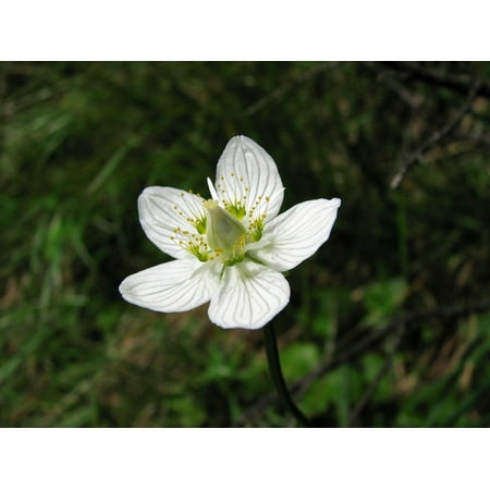 Blooming Sweets - LAMINATED POSTER Bloom Student Florets Swamp Sweetheart Blossom Poster Print 24 x 36
