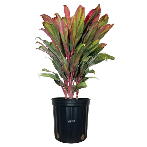 Nature's Way Farms Cordyline Harlequin Live Plant 25-30 in. Tall in Grower Pot
