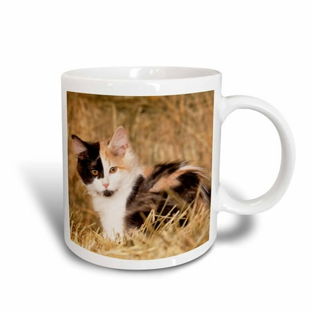 3dRose Longhair calico kitten in golden grass - NA02 PWO0136 - PiperAnne Worcester, Ceramic Mug, 15-ounce