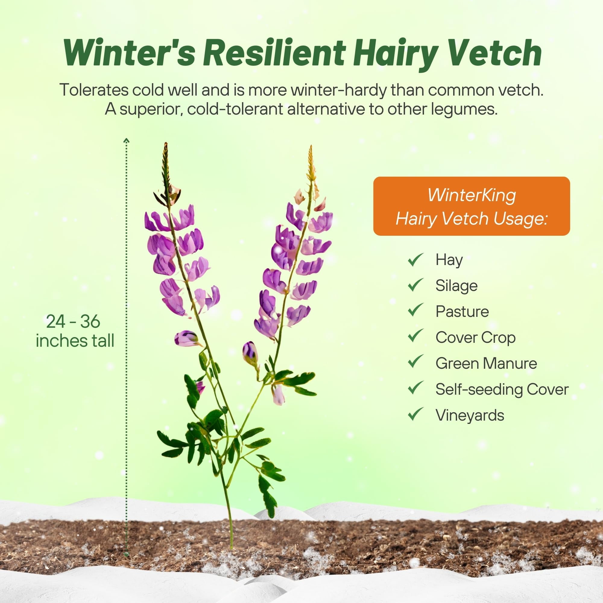 Outsidepride 10 lb. Hairy Vetch Forage, Pasture, Hay, & Cover Crop Seed
