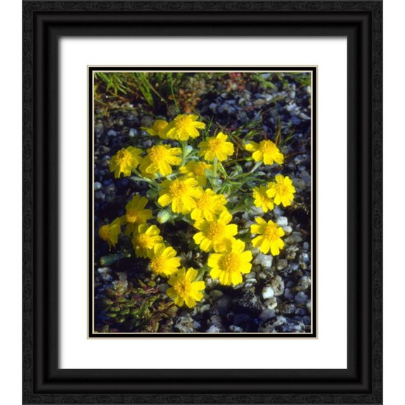 Talbot Frank, Christopher 26x30 Black Ornate Wood Framed with Double Matting Museum Art Print Titled - CA, Anza-Borrego Morning Dew on Daisy flowers