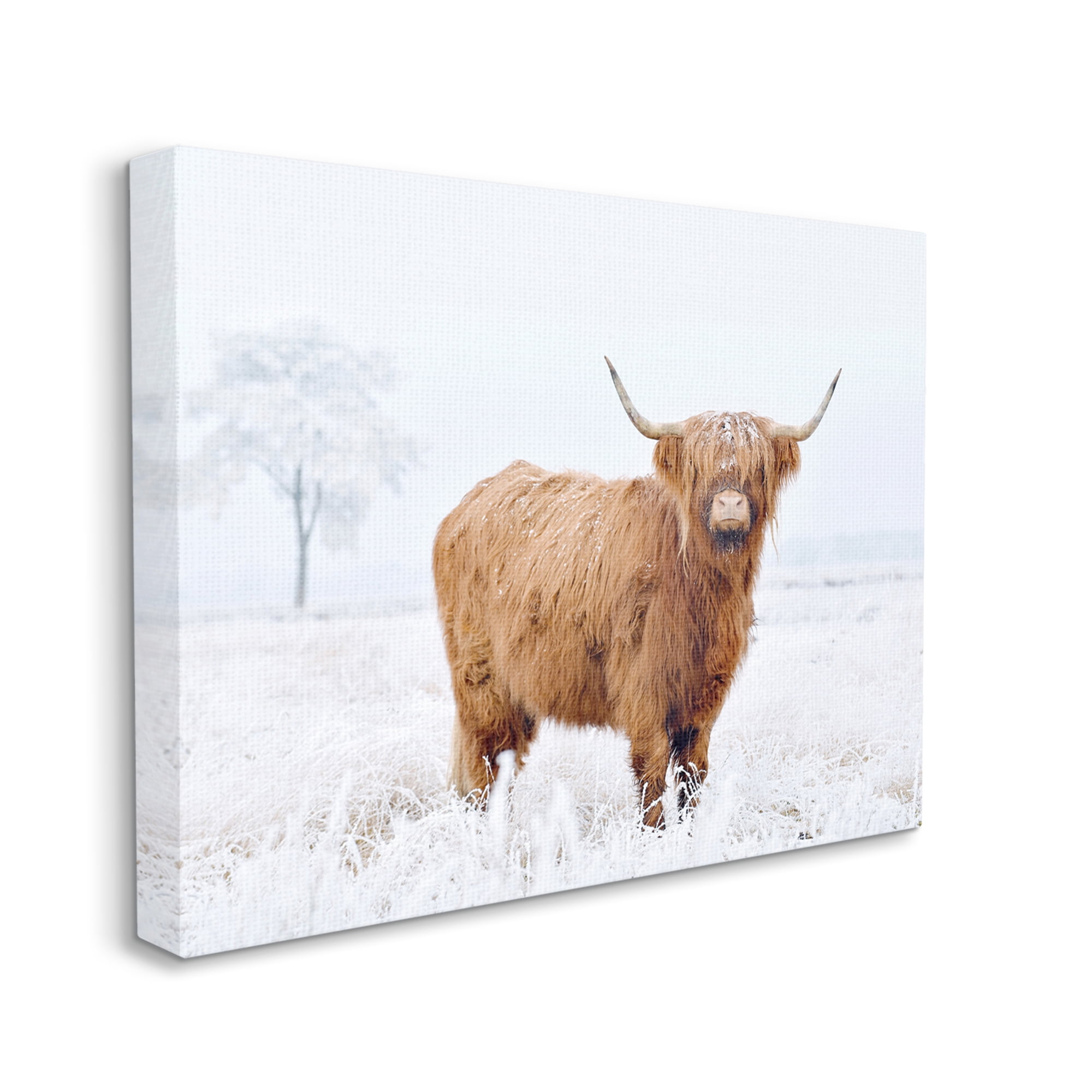 Stupell Industries Highland Cow in Snow Animals & Insects Photography Gallery Wrapped Canvas Art Print Wall Art, 48 x 36