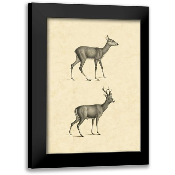Vision Studio 11x14 Black Modern Framed Museum Art Print Titled - Vintage Deer I