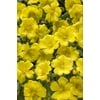 4-Pack, 4.25 in. Grande Mojave Yellow Moss Rose (Portulaca) Live Plant, Yellow Flowers