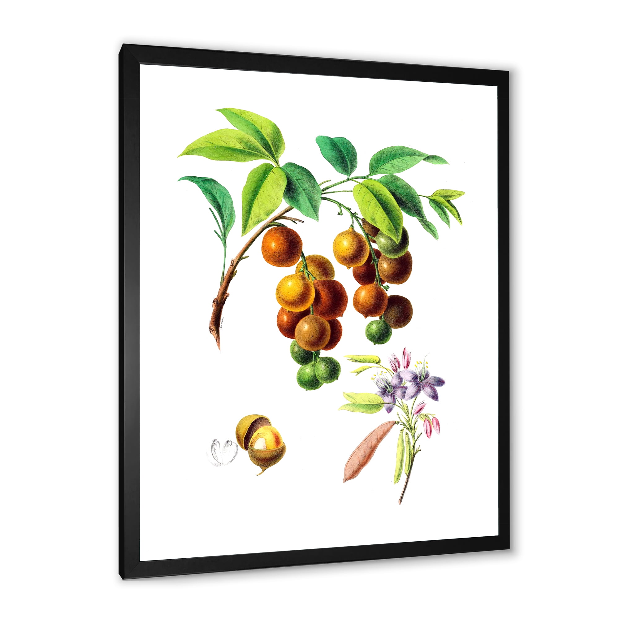 Designart 'Ancient Fruits III' Farmhouse Framed Art Print