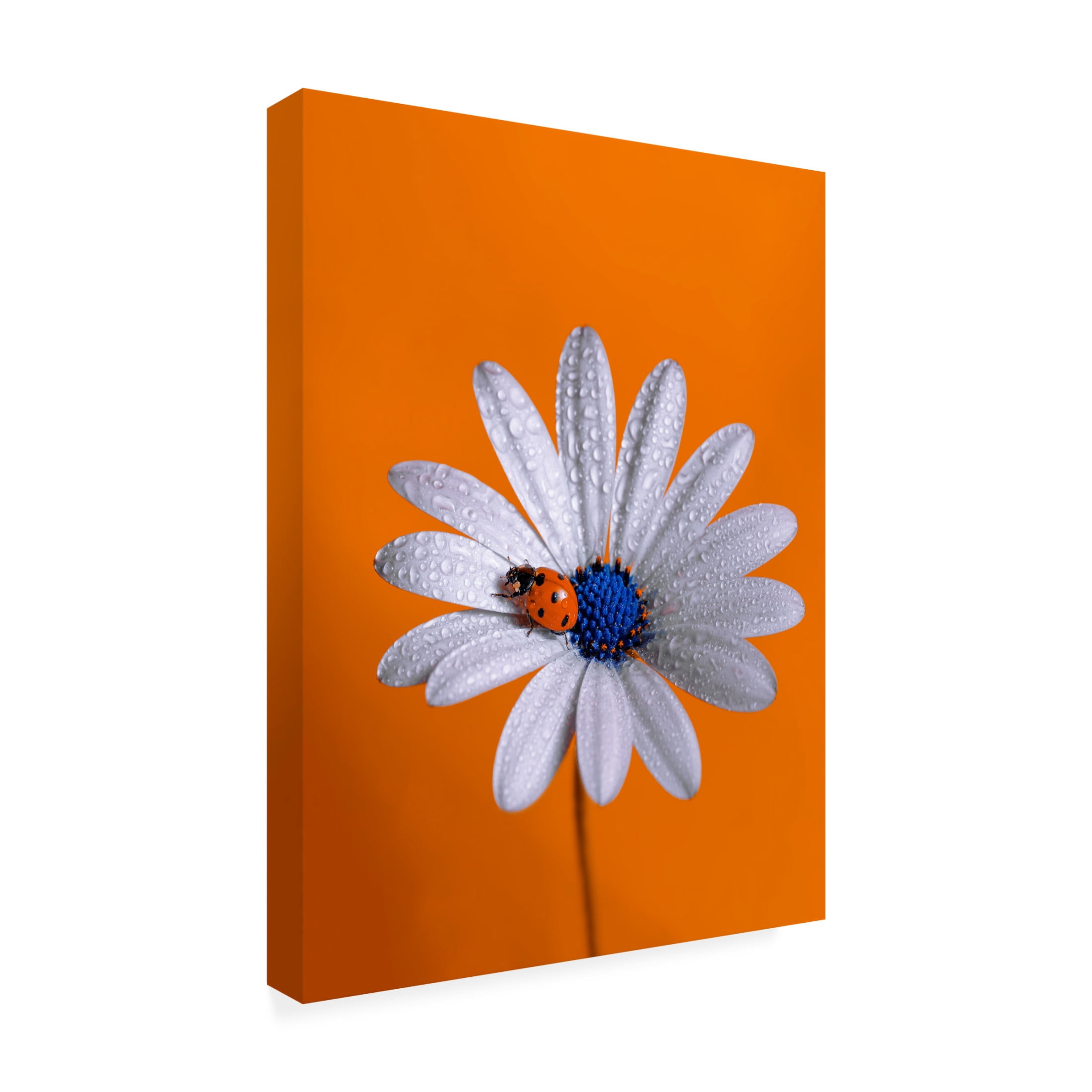 Trademark Fine Art Boutaiba Naoui Ladybug Canvas Wall Art