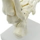 thumbnail image 2 of Esqueleto Humano 1:1 Modelo de AnatomíA del Pie, Pie y Tobillo con VáStago Modelo AnatóMico Recursos de EnseñAnza de AnatomíA, 2 of 6
