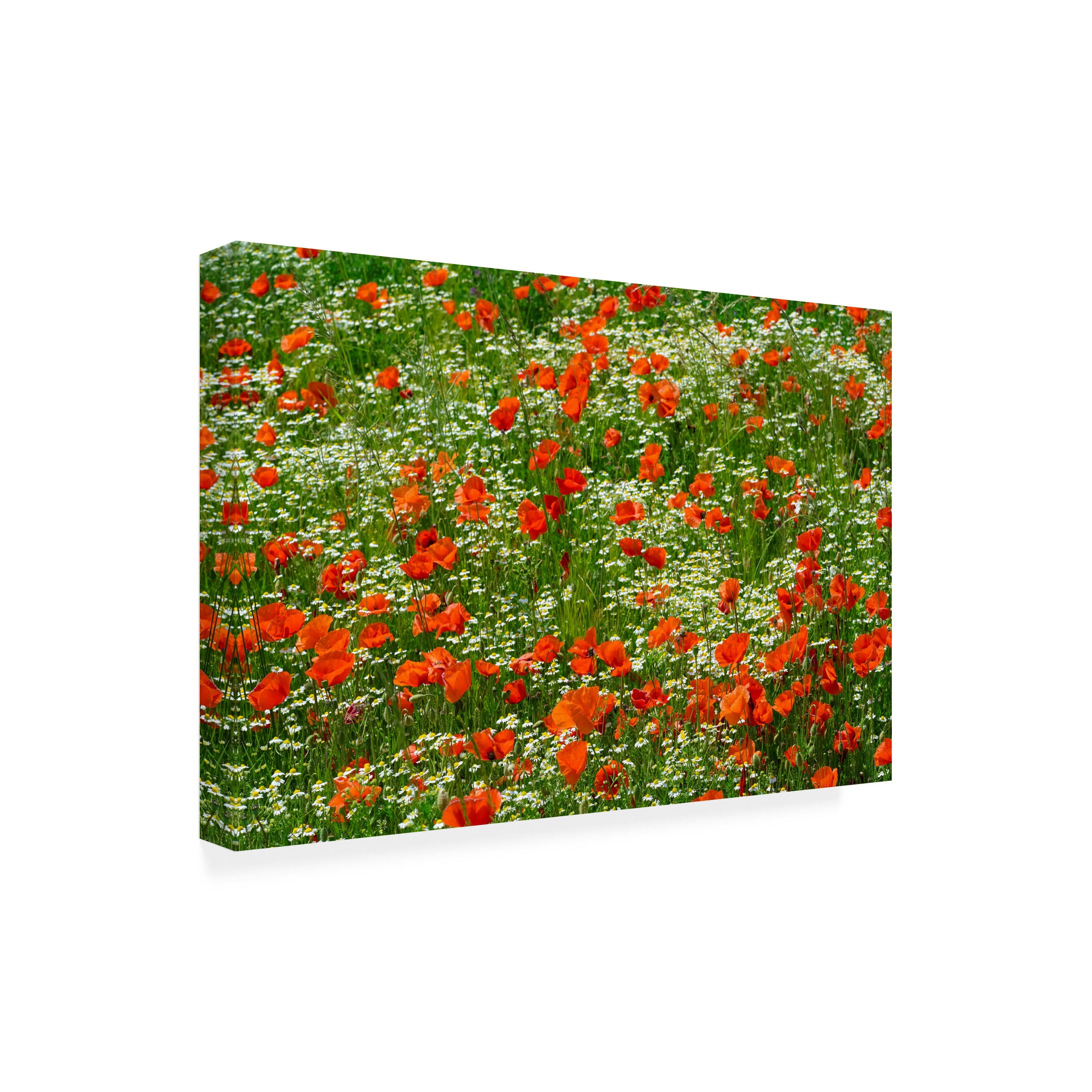 Cora Niele 'Poppies and Chamomile Flower Field' Canvas Art
