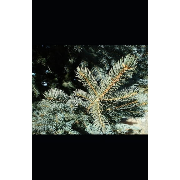 Spruce Bough Poems (Paperback)