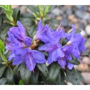 ( 1 ) - Blue Baron Rhododendron - Starter Plant ( 7m ) ( 1 live plant )