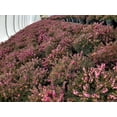 thumbnail image 4 of Kramers Red Spring Heather, 4 of 4