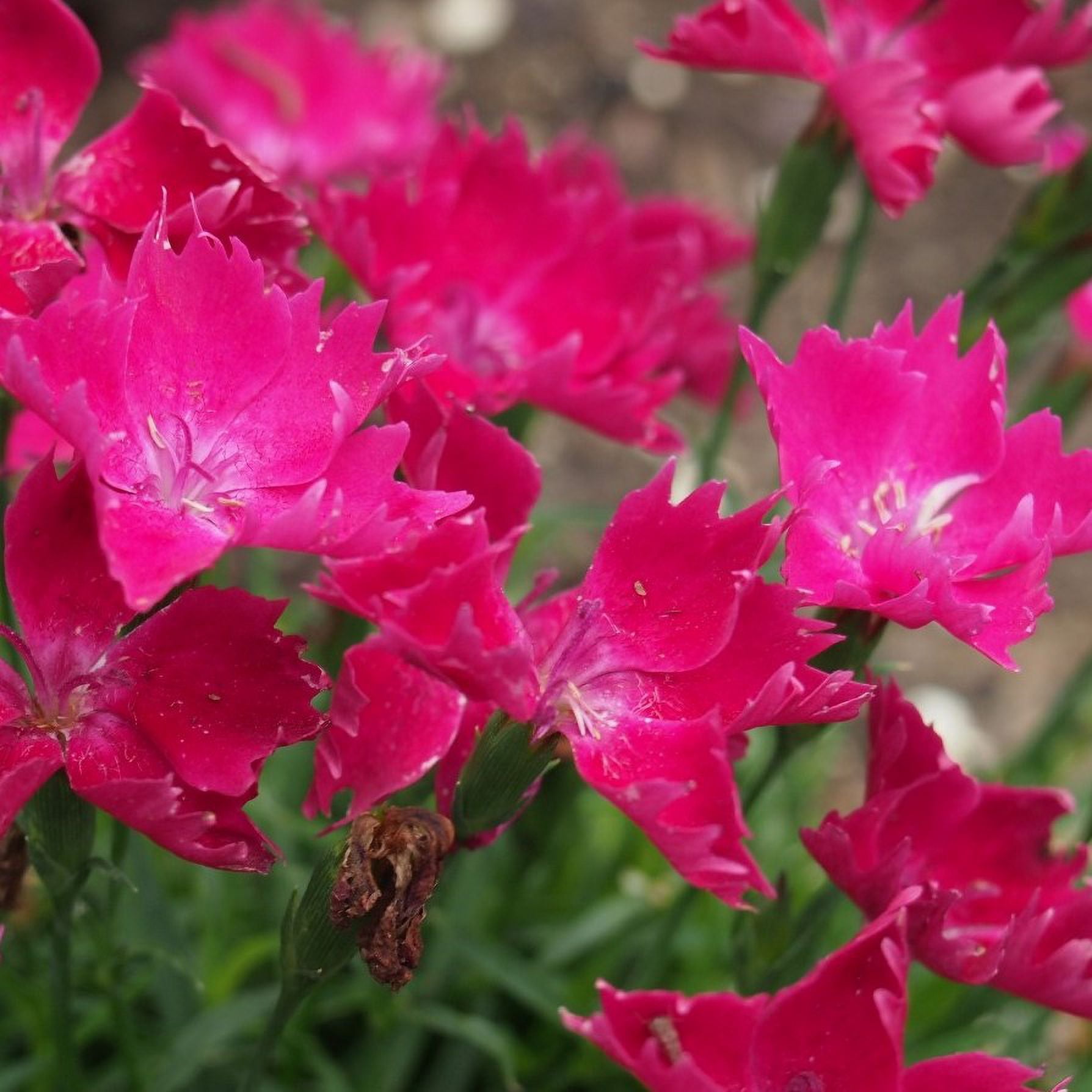 Expert Gardener 2.5 Quart Pink Dianthus Kahori Perennial Live