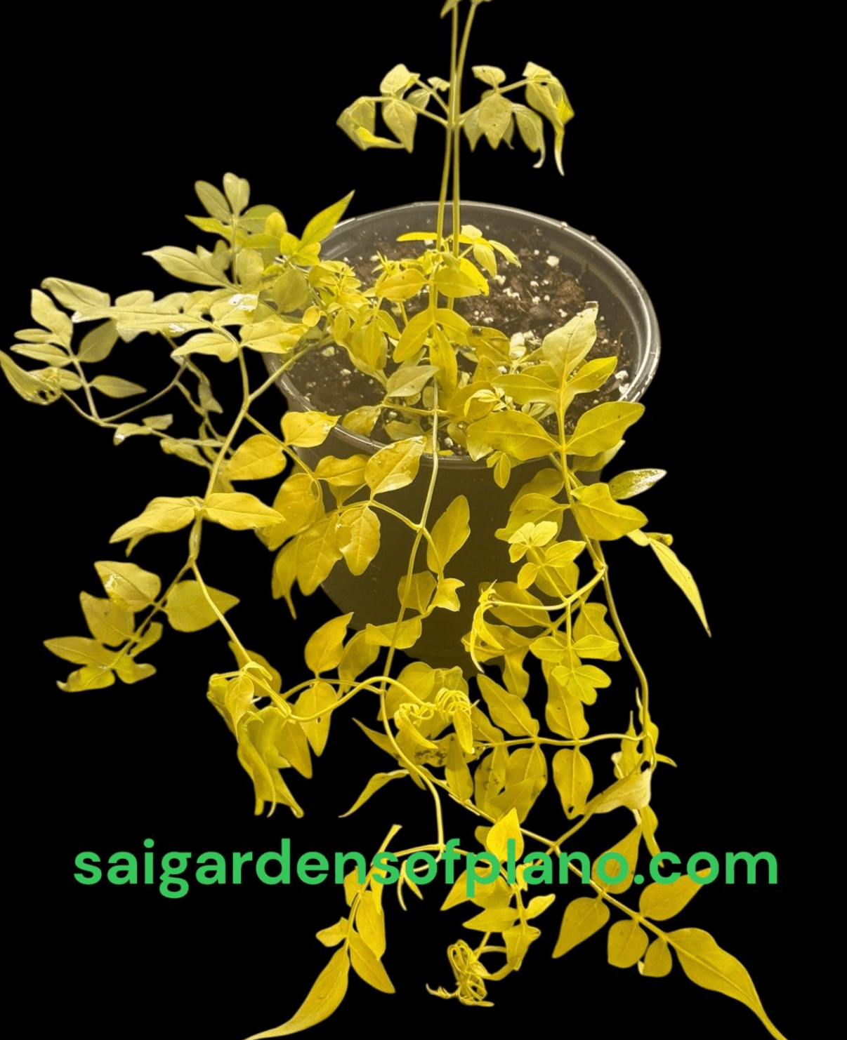 Golden Poet's Jasmine or Jasminum officinale ‘Fiona Sunrise’, 1 Count