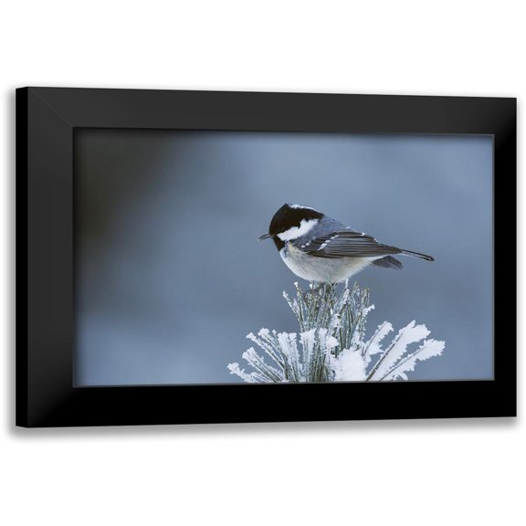 Delimont, Danita 14x11 Black Modern Framed Museum Art Print Titled - Snowy Pine