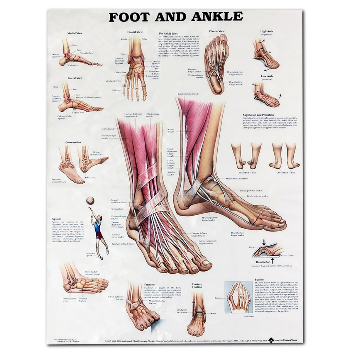 ANATOMY OF FOOT AND ANKLE Poster Anatomical Chart Human Body