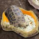 thumbnail image 4 of Reptile Water Bowl, Snake Tank Basin Dish, Feeding Station, Terrarium Decoration, 4 of 5