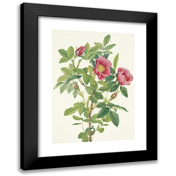 Mary Vaux Walcott 11x14 Black Modern Framed Museum Art Print Titled - Bourgeau Rose (Flower). Rosa Bourgeauiana (1925)