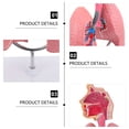 thumbnail image 4 of WHAMVOX 3D Lung Model for Anatomy and Physiology Education, Interactive Study Tool for Students, 3D Teaching Resource, 4 of 8