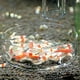 thumbnail image 4 of Plato de vidrio resistente y transparente para alimento de peces y gusanos, redondo/cuadrado, 4 of 9