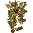 thumbnail image 2 of Fluker Farms Repta-Vines - Red Coleus - 6 RFK51017, 2 of 3