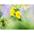 thumbnail image 2 of Eggers, Terry 14x12 Gold Ornate Wood Framed with Double Matting Museum Art Print Titled - USA-Washington State Close-up of Arrowleaf Balsamroot and lupine, 2 of 4