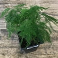 thumbnail image 3 of Plumosa Fern - Live Plant in a 6 Inch Grower's Pot - Asparagus Setaceus - Exotic Lacy Textured Foliage for Your Garden, 3 of 3