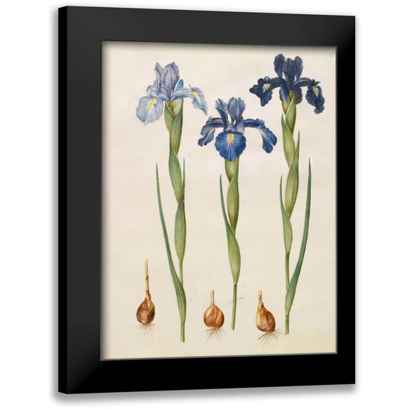 Holtzbecher, Johannes S. 12x14 Black Modern Framed Museum Art Print Titled - Iris xiphioides