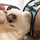 thumbnail image 5 of Nueva cápsula espacial para gatos, bolsa de transporte transparente para gatos, mochila transpirable para perros pequeños y gatos, jaula de viaje, bolso de mano para gatitos, 5 of 5