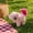 Lifelike Walking Squirrel Under $5 a3, variant on Yannianjz Toys Under $5, Walking Barking Wagging Tail Electric Plush SquirrelToy, Lifelike Interactive Stuffed Animal That Walks Barks And Wags Tail, Animated Pet ForKidsToddlers Christmas Gift