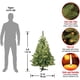 thumbnail image 3 of Árbol de Navidad, abeto Kincaid de National Tree Company, 4 pies, 3 of 7