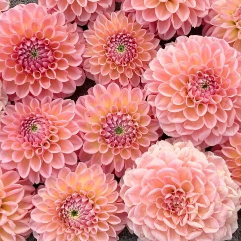 40 Seeds - Linda's Dahlia Seeds - Pollinator Friendly,, Heirloom Flower Seeds Mix for Gardens