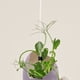 thumbnail image 4 of NUOLUX 10Ud Soporte De Tallo Transparente Para Plantas En Maceta Accesorio De Jardín Acrílico, 4 of 8