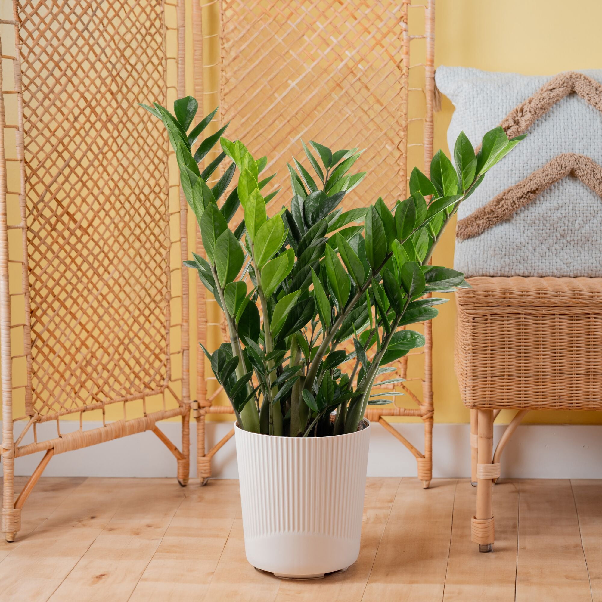 Costa Farms 30" ZZ Plant Live House Plant in 8.75" Decor Pot