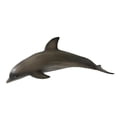 thumbnail image 2 of de ANIMALES RESLISTICOS - Incluyendo , Gran Tiburón , , Morsa, Tortuga , León Marino, - 8 CUTICAT Juguetes marinos de animales, 2 of 8