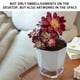 thumbnail image 5 of Transparent Household Pot Lazy Automatic Water-absorbing Flower Pot White Resin Plastic Water Storage Basin, 5 of 9