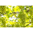 thumbnail image 5 of 30 *Seeds WINE GRAPE Vitis Viniferia Domestic Mixed Colors Fruit Vine Seeds, 5 of 10