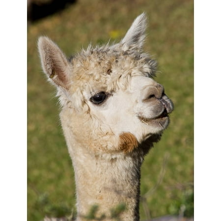 Peel-n-Stick Poster of Livestock Farm Face Alpaca Wool Animal Poster 24x16 Adhesive Sticker Poster (Best Place To Farm Wool)