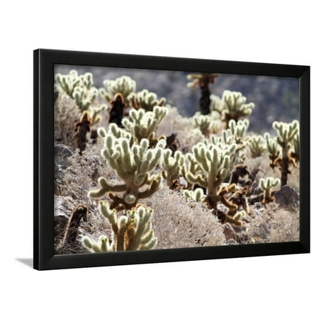 Teddy Bear Cholla Grouping Framed Print Wall Art By Randimal Teddy Bear Cholla Grouping Framed Print Wall Art By Randimal
