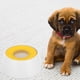thumbnail image 5 of Bebedero flotante reutilizable para mascotas, comedero de plástico para perros y gatos, con disco flotante, accesorio para mascotas, 5 of 7