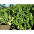 thumbnail image 3 of 250 Graines d'Épinards Beta Vulgaris à Nervures Blanches, à Carde Suisse Barrée, 3 of 3