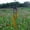 Gold, variant on Lierteer 12 Tubes Wind Chimes Aluminum Tube Pine Metal Pipe Wind Chimes Bells Decor